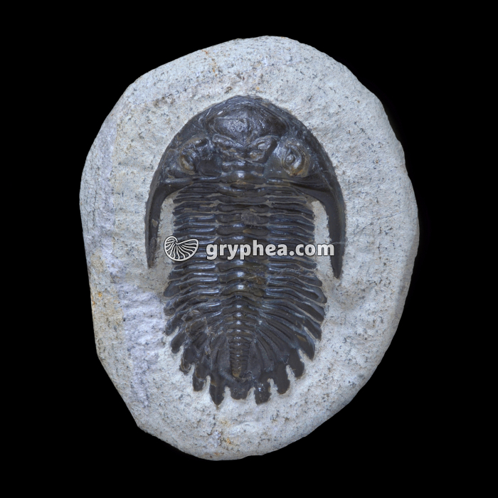 Trilobite (Metacanthina barrandei, Devonien) - gryphea.com